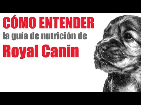 El fabricante detrás del alimento Royal Canin: una mirada a la marca líder en nutrición para mascotas.