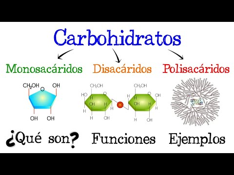 El proceso de conversión de los carbohidratos en azúcar: una guía informativa.